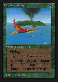 Birds of Paradise