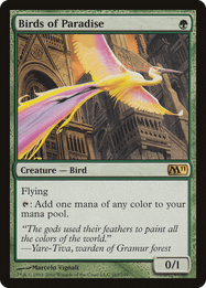 Birds of Paradise