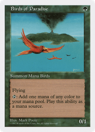 Birds of Paradise